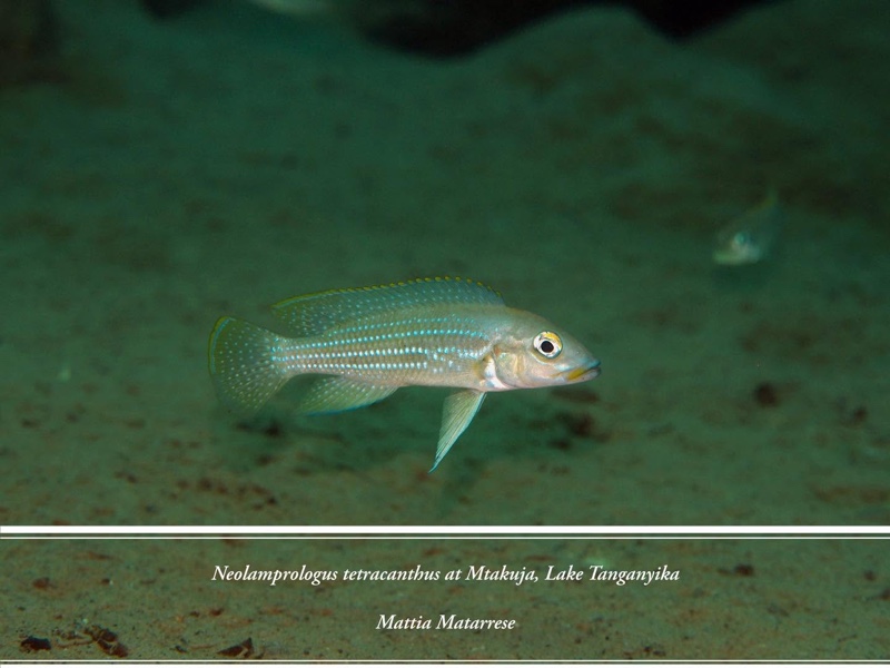 Neolamprologus tetracanthus 'Mtakuja'
